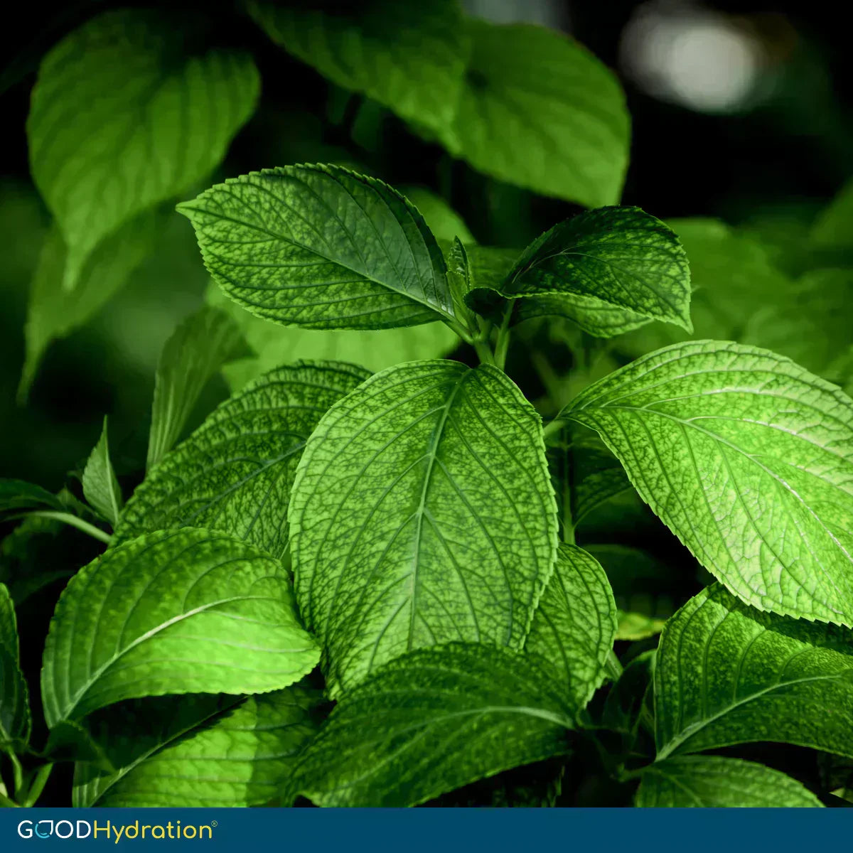 Stevia